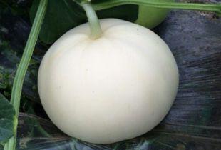 梨瓜能带皮吃吗怎么吃,梨瓜的皮可以吃吗？美味食用方法大揭秘