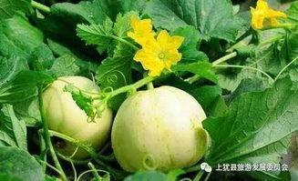 梨瓜能带皮吃吗怎么吃,梨瓜的皮可以吃吗？美味食用方法大揭秘