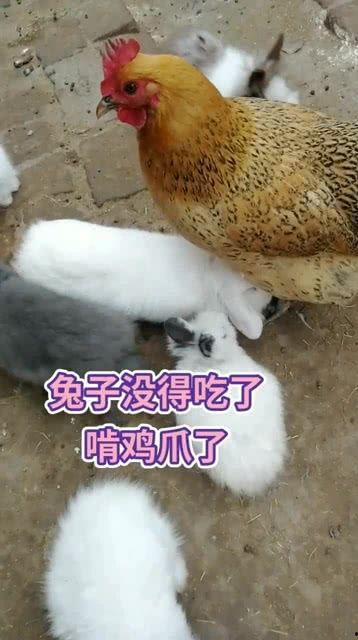 兔瓜吃鸡