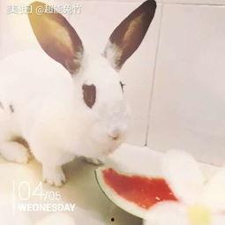 兔瓜吃鸡