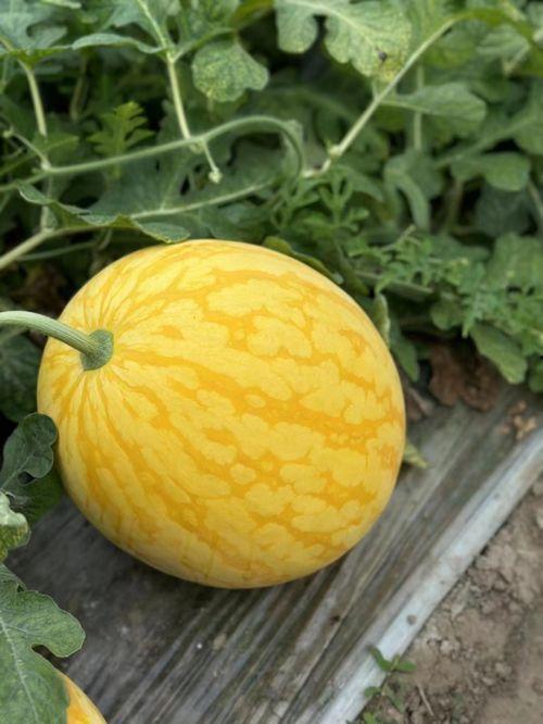 浙江大华吃瓜,吃瓜群众眼中的科技巨头