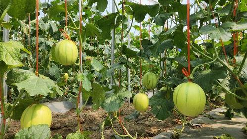 _马来西亚吃瓜,探寻热带风情的“吃瓜”盛宴