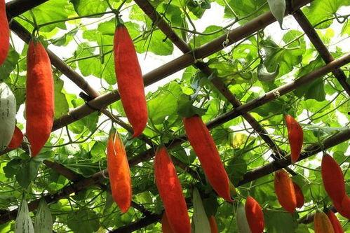 _马来西亚吃瓜,探寻热带风情的“吃瓜”盛宴