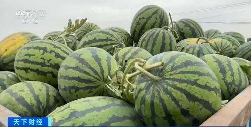 _马来西亚吃瓜,探寻热带风情的“吃瓜”盛宴