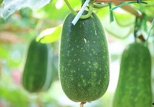 一诺反复吃瓜,揭秘娱乐圈的瓜田效应