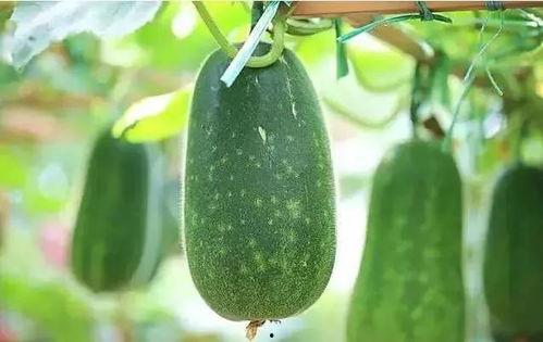 一诺反复吃瓜,揭秘娱乐圈的瓜田效应