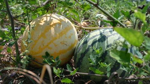 一诺反复吃瓜,揭秘娱乐圈的瓜田效应