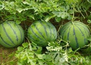 吃瓜吃瓜,吃瓜群众眼中的明星生活