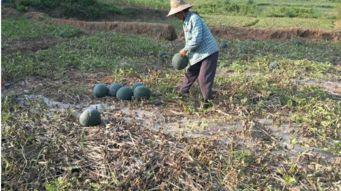 光棍在地里吃瓜,独享田园乐逍遥