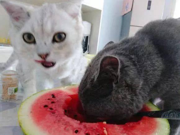 猫吃雪梨瓜