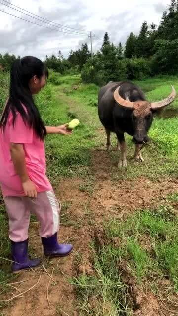 吃瓜神牛,网络红人背后的故事与影响力