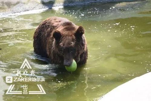 吃瓜棕熊,揭秘森林中的“美食评论家”