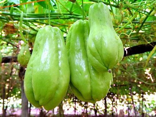 刺小瓜怎么吃,探索美味新境界