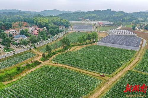 株洲 吃瓜,瓜田里的欢乐时光