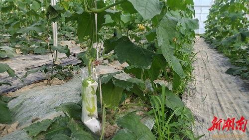 株洲 吃瓜,瓜田里的欢乐时光