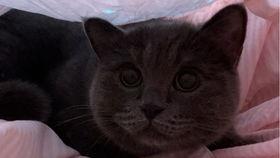 小猫要瓜吃,一场关于美食与童趣的欢乐故事