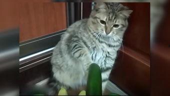 小猫要瓜吃,一场关于美食与童趣的欢乐故事