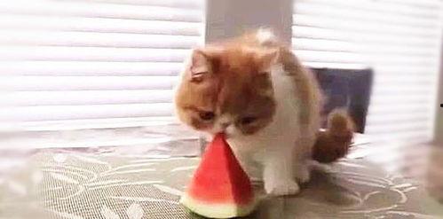 小猫要瓜吃,一场关于美食与童趣的欢乐故事