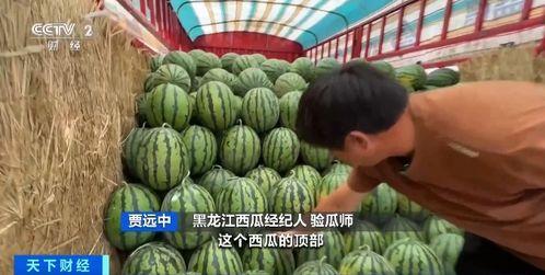 海龙湾吃瓜,瓜田里的夏日狂欢