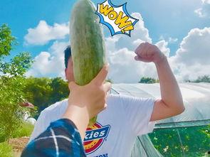 吃瓜呢网红,揭秘网络红人的幕后生活