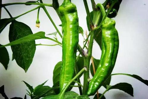 道具吃瓜惊喜,道具背后的趣味与智慧