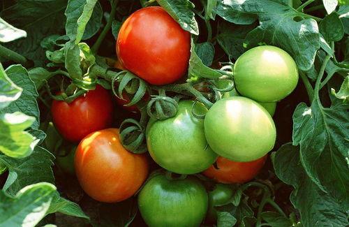 给林小瓜吃番茄的视频,萌态十足