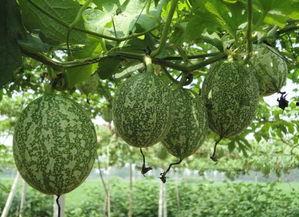 吊瓜怎么吃不烧心呢视频,轻松避免烧心不适