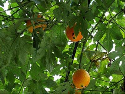 吊瓜怎么吃不烧心呢视频,轻松避免烧心不适