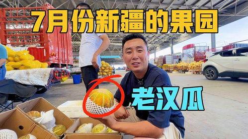 新疆老汉吃瓜视频大全,瓜香四溢的欢乐时光