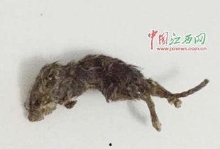 山东老鼠吃瓜新闻视频大全,老鼠成群结队“吃瓜”视频走红网络