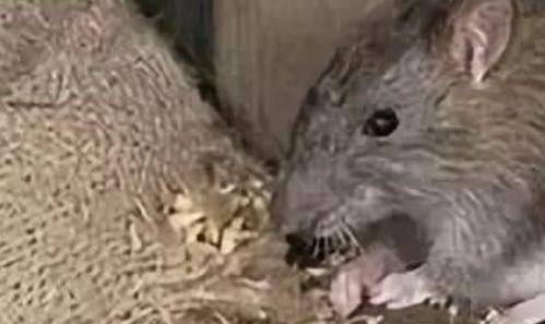 山东老鼠吃瓜新闻视频大全,老鼠成群结队“吃瓜”视频走红网络