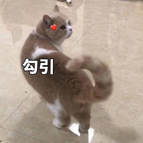 边伯贤吃瓜视频,瓜田李下，真相成谜